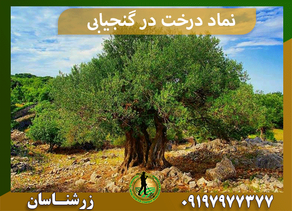  نماد درخت در گنجیابی