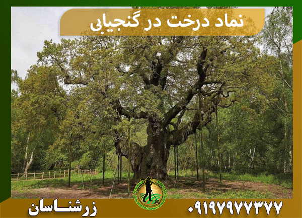  نماد درخت در گنجیابی