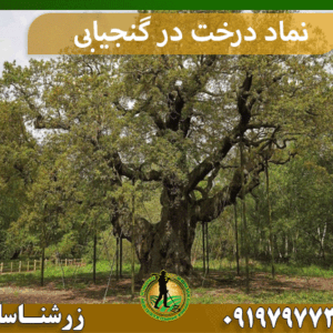 نماد درخت در گنجیابی