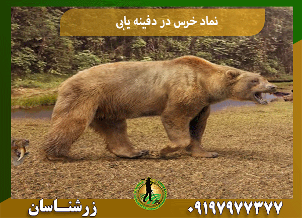 نماد خرس در دفینه یابی