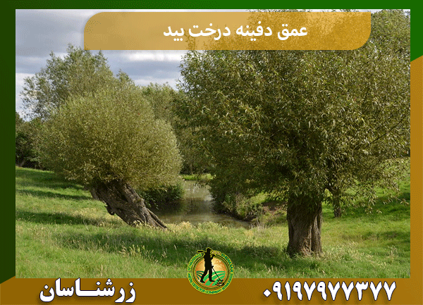 عمق دفینه درخت بید