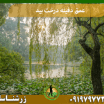 عمق دفینه درخت بید