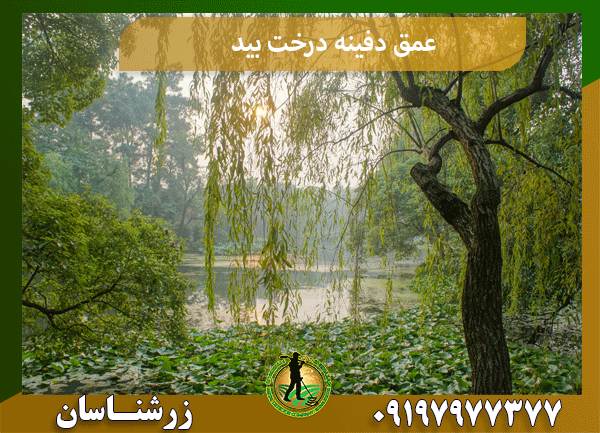عمق دفینه درخت بید