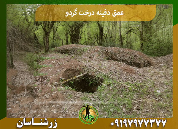 عمق دفینه درخت گردو