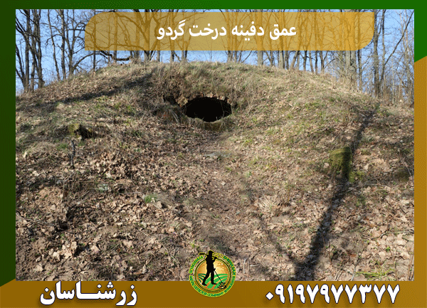 عمق دفینه درخت گردو