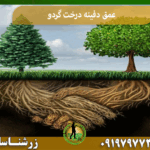 عمق دفینه درخت گردو