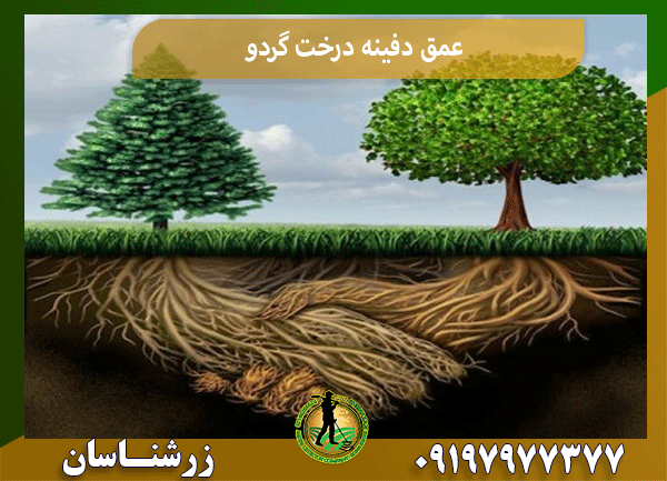 عمق دفینه درخت گردو