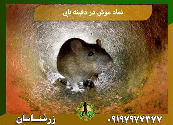 نماد موش در دفینه یابی