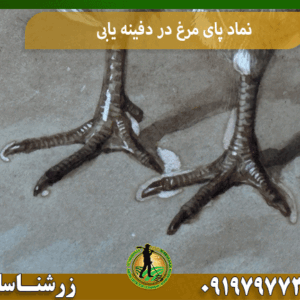 نماد پای مرغ در دفینه یابی