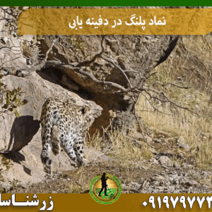 نماد پلنگ در دفینه یابی