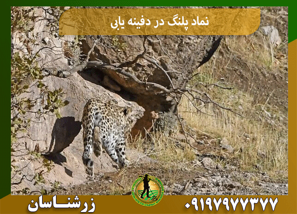 نماد پلنگ در دفینه یابی