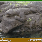 نماد آفتاب پرست در دفینه یابی