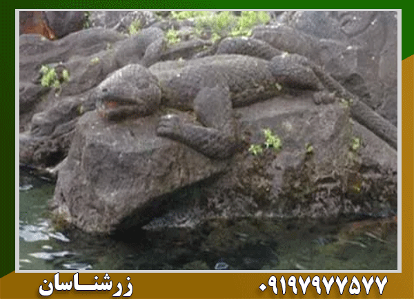 نماد آفتاب پرست در دفینه یابی